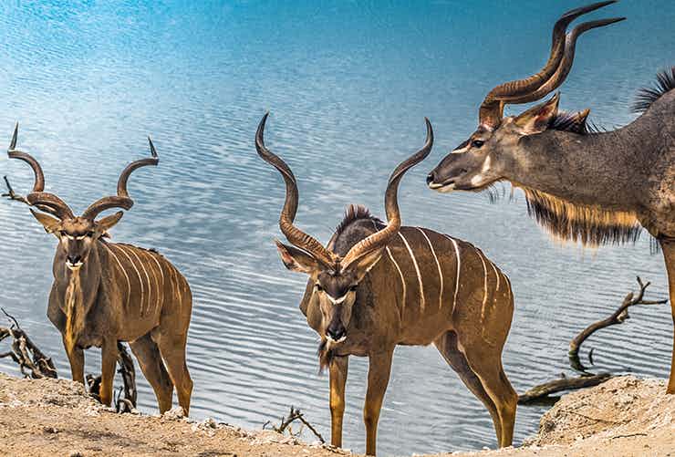 Okavango Delta