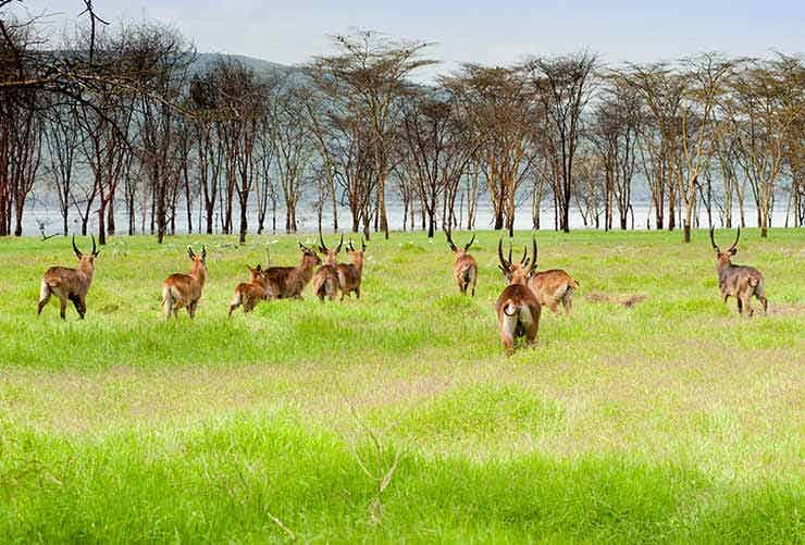 Serengeti