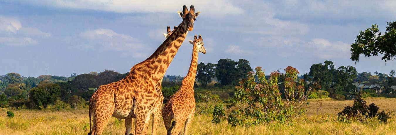 Embrace Northern Tanzania